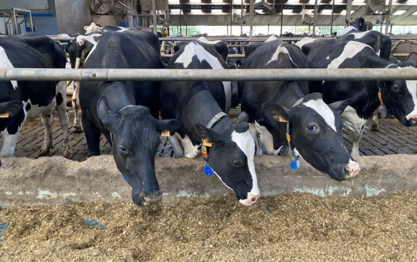 Klimaatscans wijzen boeren de weg: eficiëntie en goed veemanagement drukken klimaatimpact melk