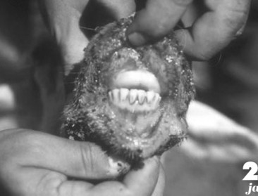 Flashback 2006: Blauwtongvirus doet intrede in België