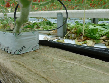 Gekke wortels bedreigen Vlaamse tomatenteelt