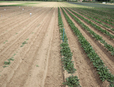 Proefcentrum Herent en Nationale Proeftuin Witloof gooien de deuren open