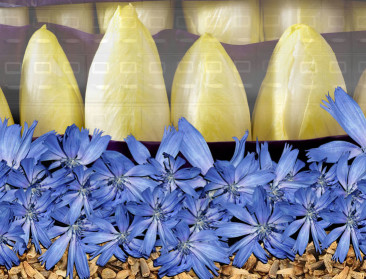 KU Leuven verzamelt oude zaden voor witloofbibliotheek