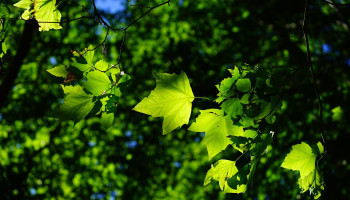 Boom kan stadstuin op hete zomerdag ruim 7 graden koeler maken