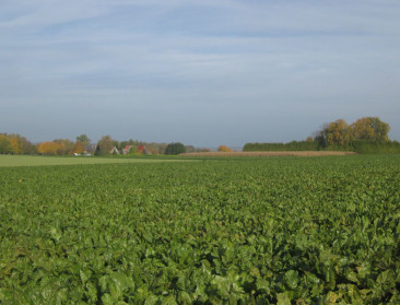 Afschaffing suikerquota zorgde voor daling bietentelers