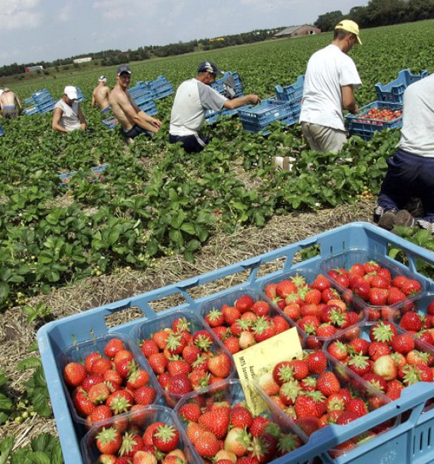 Fruit- en groentetelers procederen tegen Belgische Staat over belastingvoordeel seizoenarbeid