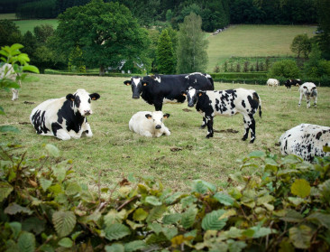 35% minder stikstofuitstoot, 21% minder depositie, Boerenbond vraagt meteen bijsturing beleid