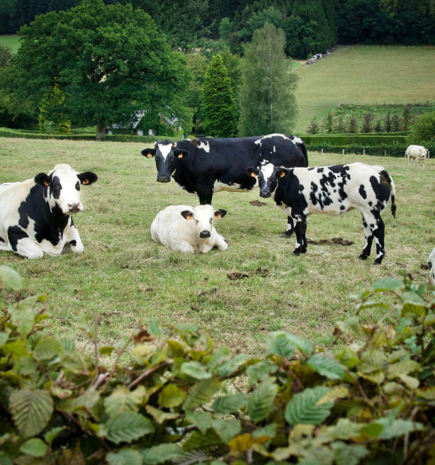 Boeren dreigen vast te lopen in administratie bij melding 5%-stikstofreductie, handhaving mogelijk