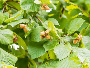 Nieuw hazelnootperceel bij Inagro: “Moet kennis over deze opkomende teelt versterken”