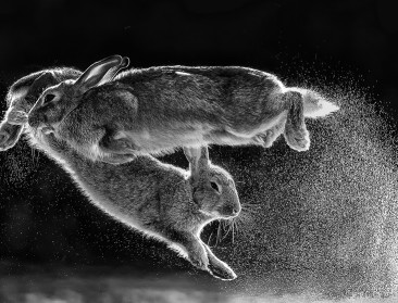 De winnaars van Nature Photographer of the Year