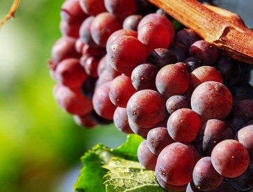 Tien jaar Limburgs wijnonderzoek schetst rosékleurige toekomst