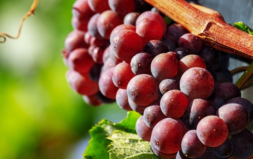 Tien jaar Limburgs wijnonderzoek schetst rosékleurige toekomst