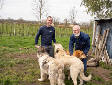 Limburgse schaapherder ontdekt remedie tegen wolvenaanvallen