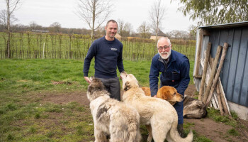 Limburgse schaapherder ontdekt remedie tegen wolvenaanvallen