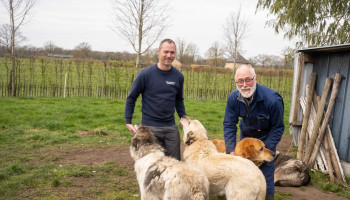 Limburgse schaapherder ontdekt remedie tegen wolvenaanvallen