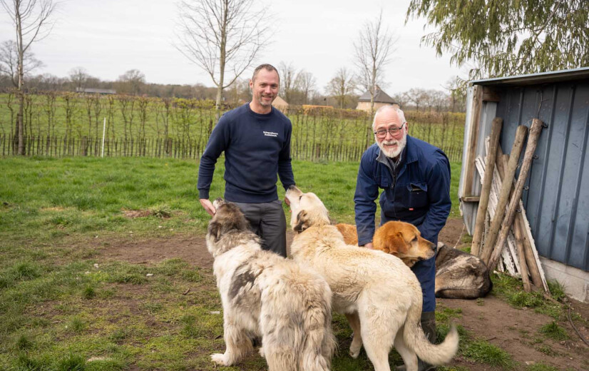 Limburgse schaapherder ontdekt remedie tegen wolvenaanvallen