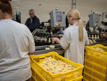 3,5 miljoen eieren in broeikassen: broeierijen houden hart vast bij heropening zone Westhoek