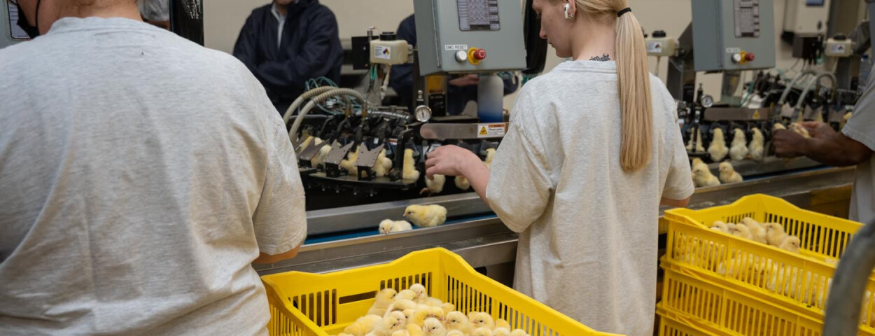 S_Broeierijen_DSC04298