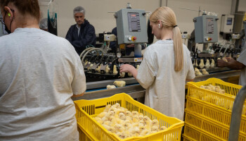 3,5 miljoen eieren ingelegd : broeierijen houden hart vast bij heropening zone Westhoek
