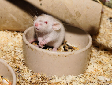 Glyfosaatexpert UGent scherp voor kankerstudie met ratten: "Onderzoek van matige kwaliteit"