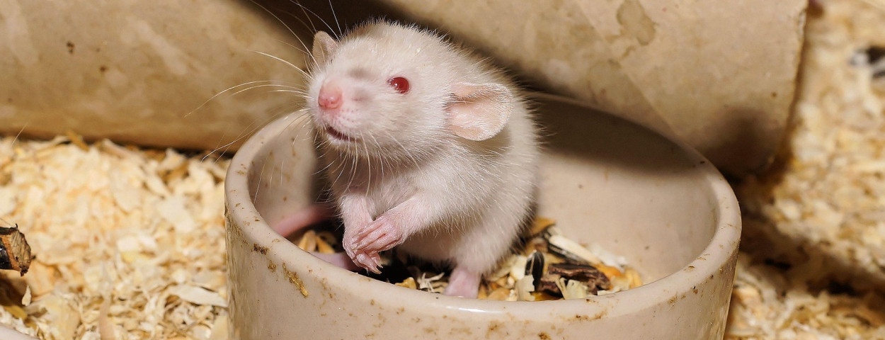 rat-1023431_1920