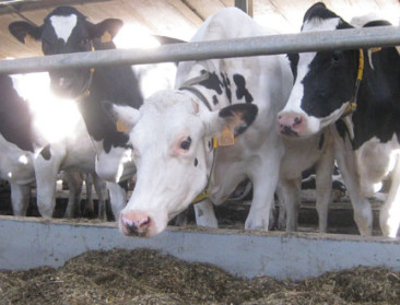 Nederlanders testen middel om koeien minder te laten boeren
