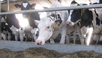 Veevoedersector kiest collectief voor methaanreductie via veevoeder