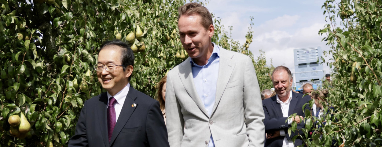 peren japan