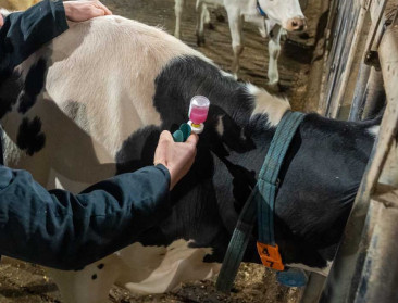 Verplichte blauwtongvaccinatie wordt in 2026 stopgezet, vergoeding ook