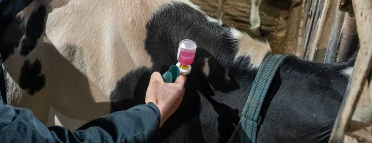 vaccinatie blauwtong