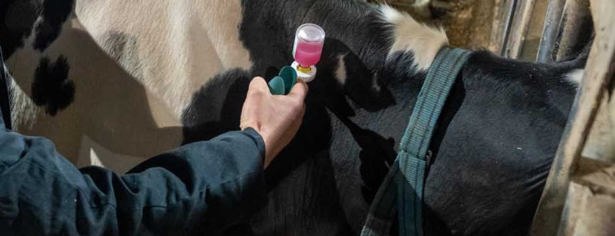 vaccinatie blauwtong