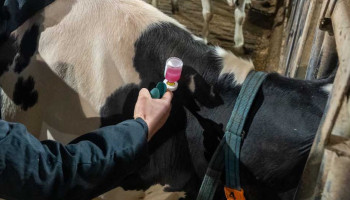 Verplichte blauwtongvaccinatie wordt in 2026 stopgezet, vergoeding ook