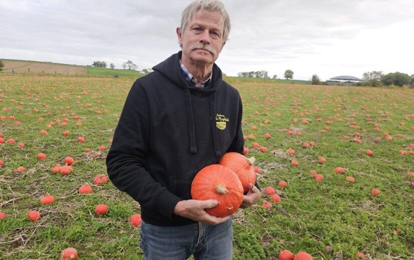 Lidl en massale opkomst bij opraapdagen verlossen bioboer van pompoenenoverschot