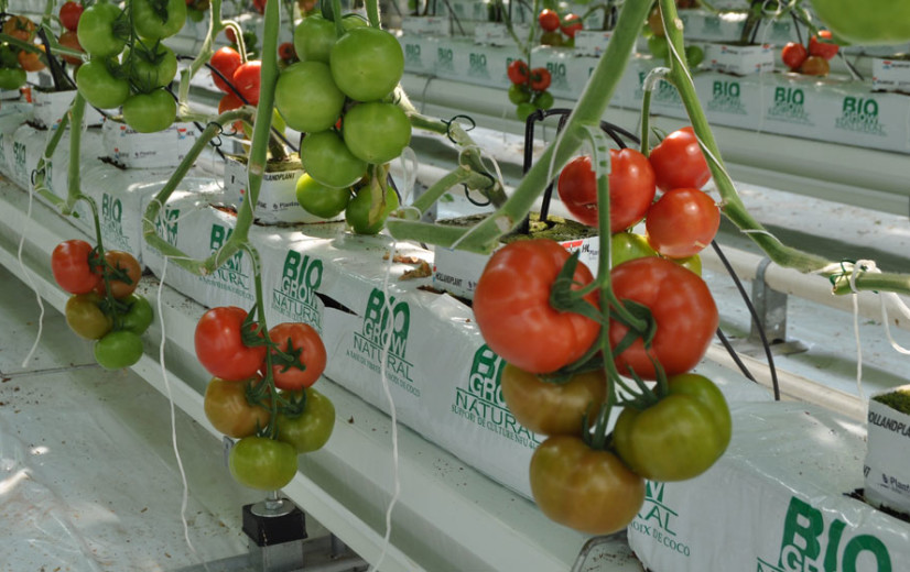Belgische tomaten duurzamer dan Spaanse import