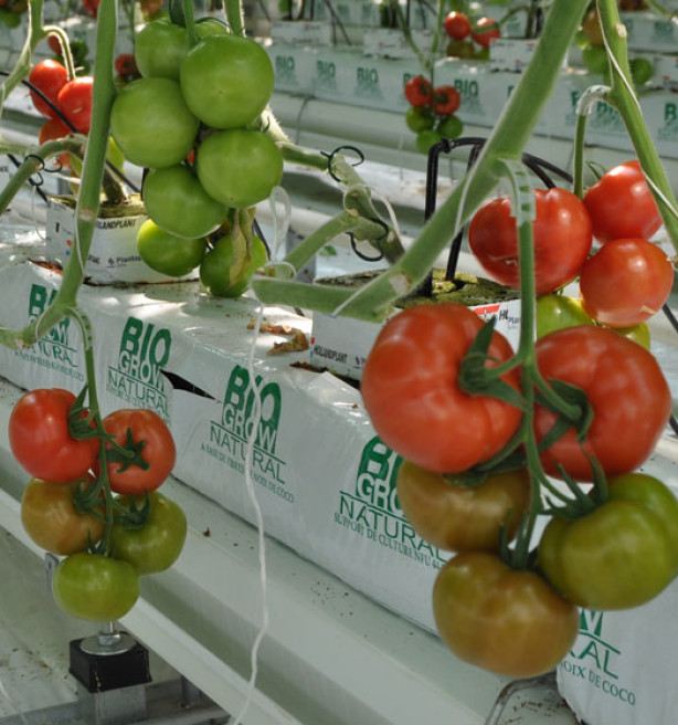 Belgische tomaten duurzamer dan Spaanse import