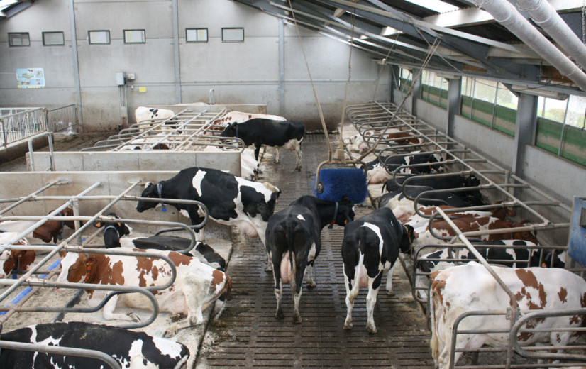 Landbouw enige sector waar broeikasgasemissies stijgen tussen 2005 - 2021