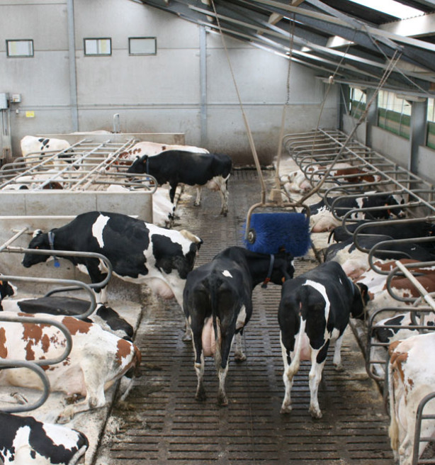 Verouderde stallen blijven een probleem in de Lage Landen