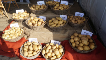 Weet wat je koopt: “De ene aardappel is de andere niet”