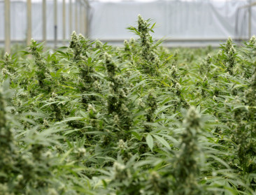 Agropolis kan medicinale cannabis verwelkomen