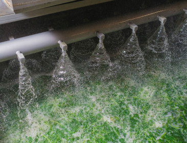 Greenyard wil 100.000 kubieke meter water per jaar besparen