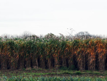 Schelle compenseert CO2-uitstoot met veld olifantsgras 