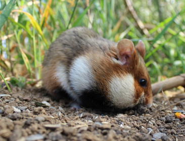 Vlaamse regering veroordeeld omdat ze wilde hamster onvoldoende beschermt