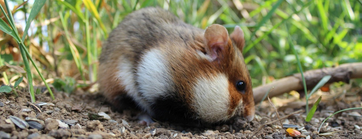 wilde hamster