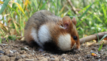 Vlaamse regering veroordeeld omdat ze wilde hamster onvoldoende beschermt