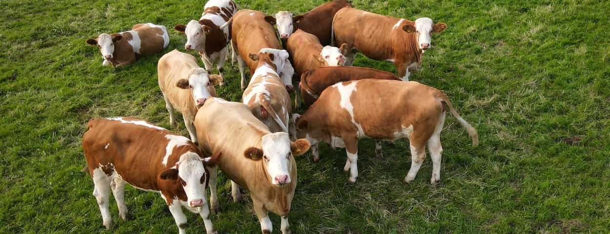 kudde koeien unsplash