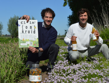 Oost-Vlaamse thee moet insecten teruglokken naar het platteland