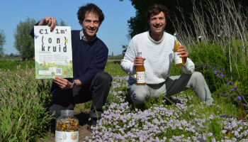 Oost-Vlaamse thee moet insecten teruglokken naar het platteland