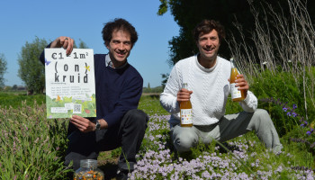 Oost-Vlaamse thee moet insecten teruglokken naar het platteland