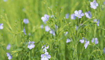 Spin-off van KU Leuven maakt vlas klaar voor massaproductie in hightechtoepassingen
