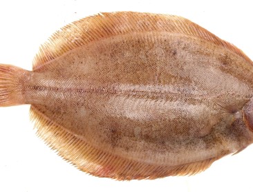 "Consument opvoeden over vissoorten uit de Noordzee"