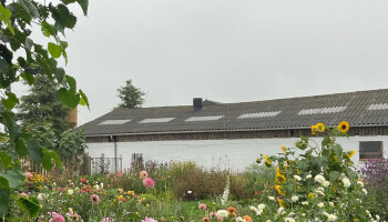 Wim en Liesbeth ruilden hun vleesvee voor kippen en een zelfpluktuin