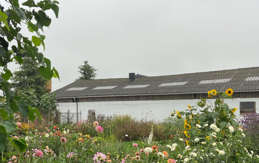 Wim en Liesbeth ruilden hun vleesvee voor kippen en een zelfpluktuin